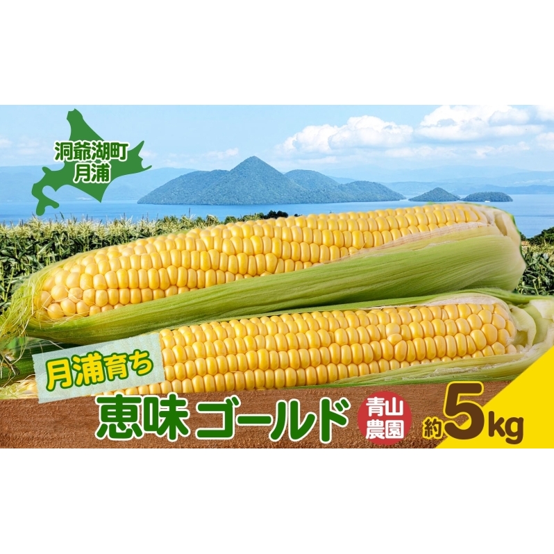 北海道 月浦 めぐみ ゴールド 5kg 先行受付 2026年8月中旬～9月中旬頃お届け とうもろこしトウモロコシ とうきび 恵味 コーン 旬 野菜 甘い 大粒 人気 朝採り 産地直送 青山農園 洞爺湖 