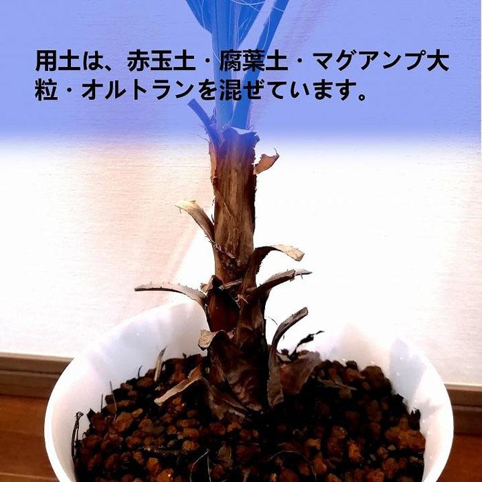 ワシントンヤシ Washingtonia filifera_栃木県大田原市生産品_Bear's palm | 栃木県大田原市 | JRE  MALLふるさと納税