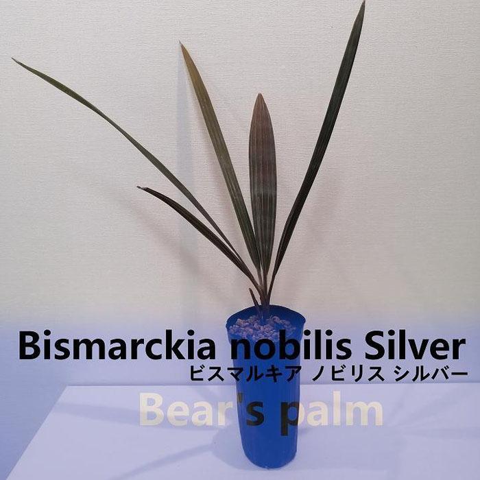 ビスマルキアノビリスシルバー Bismarckia nobilis Silver_栃木県大田原市生産品_Bear's palm | 栃木県大田原市 |  JRE MALLふるさと納税