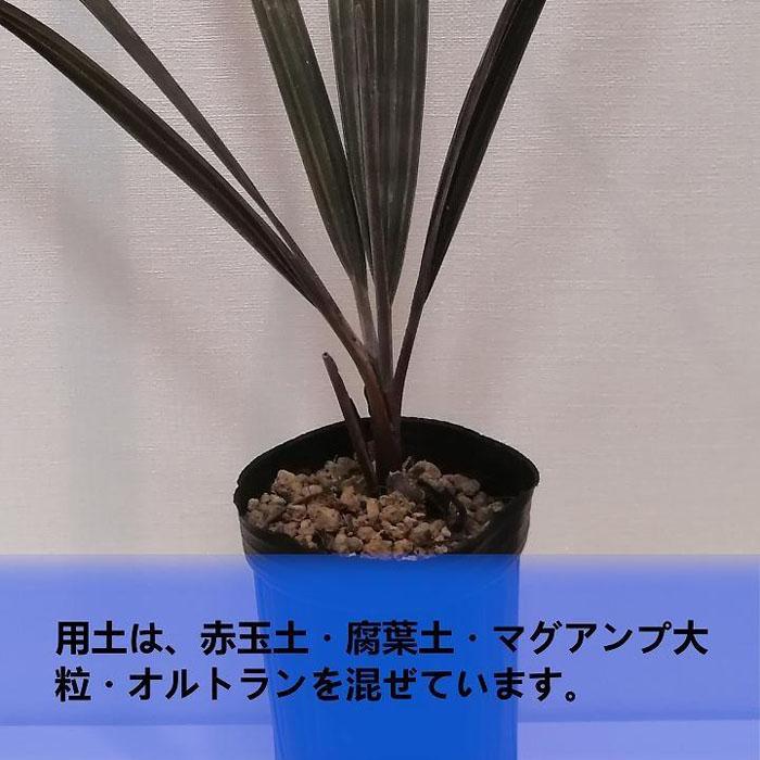 ビスマルキアノビリスシルバー Bismarckia nobilis Silver_栃木県大田原市生産品_Bear's palm | 栃木県大田原市 |  JRE MALLふるさと納税