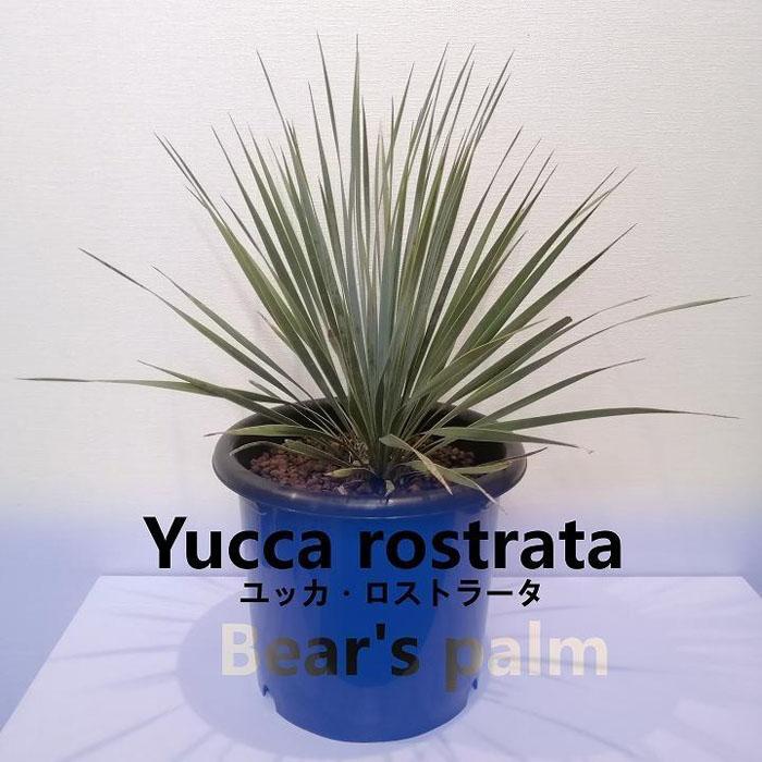 ユッカ・ロストラータ Yucca rostrata_栃木県大田原市生産品_Bear's 
