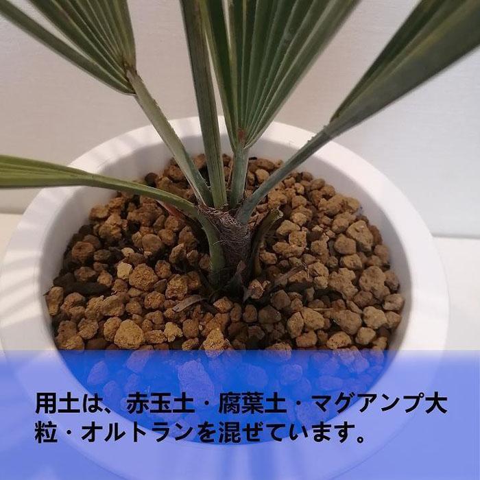 ブラヘア・アルマータ Brahea armata_栃木県大田原市生産品_Bear's palm | 栃木県大田原市 | JRE MALLふるさと納税