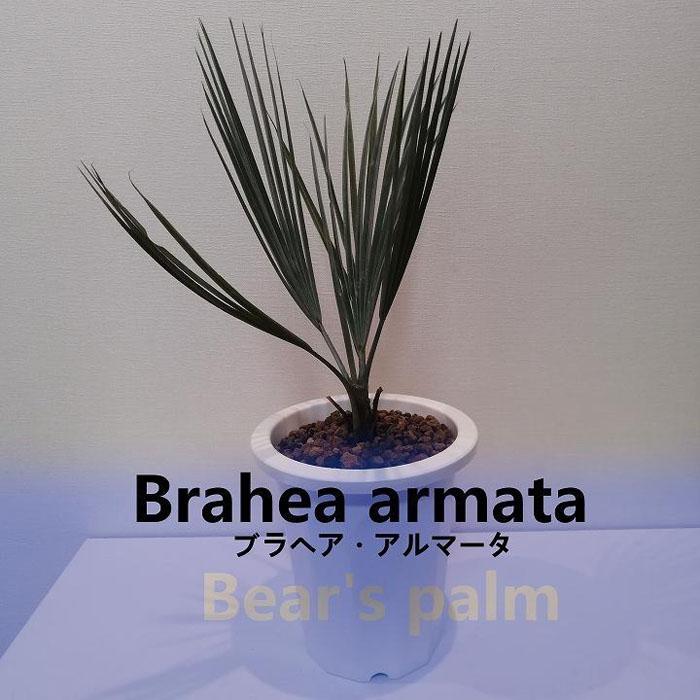 ブラヘア・アルマータ　Brahea armata_栃木県大田原市生産品_Bear‘s palm