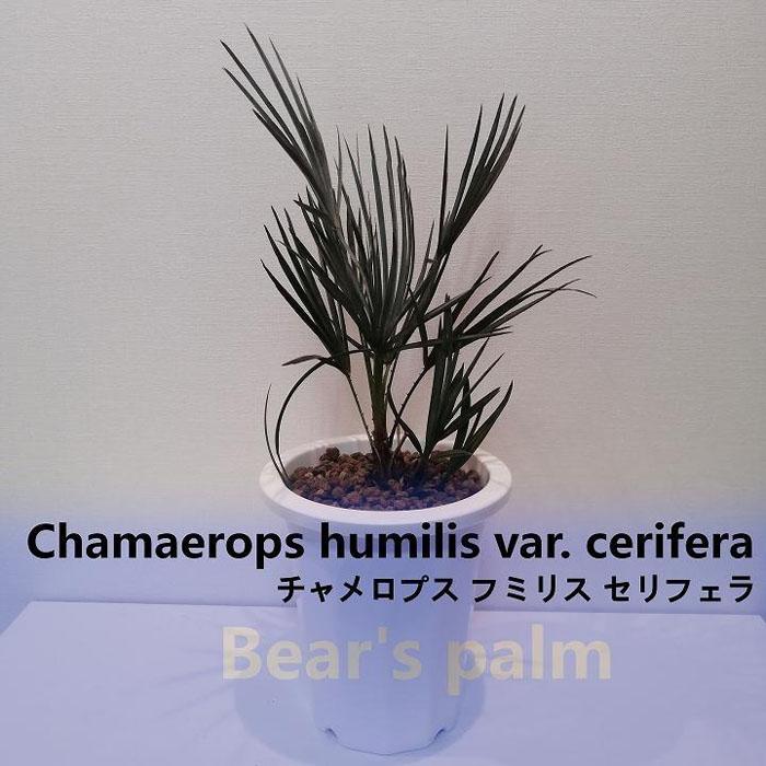 チャメロプス フミリス セリフェラ Chamaerops humilis var. cerifera_栃木県大田原市生産品_Bear's palm |  栃木県大田原市 | JRE MALLふるさと納税