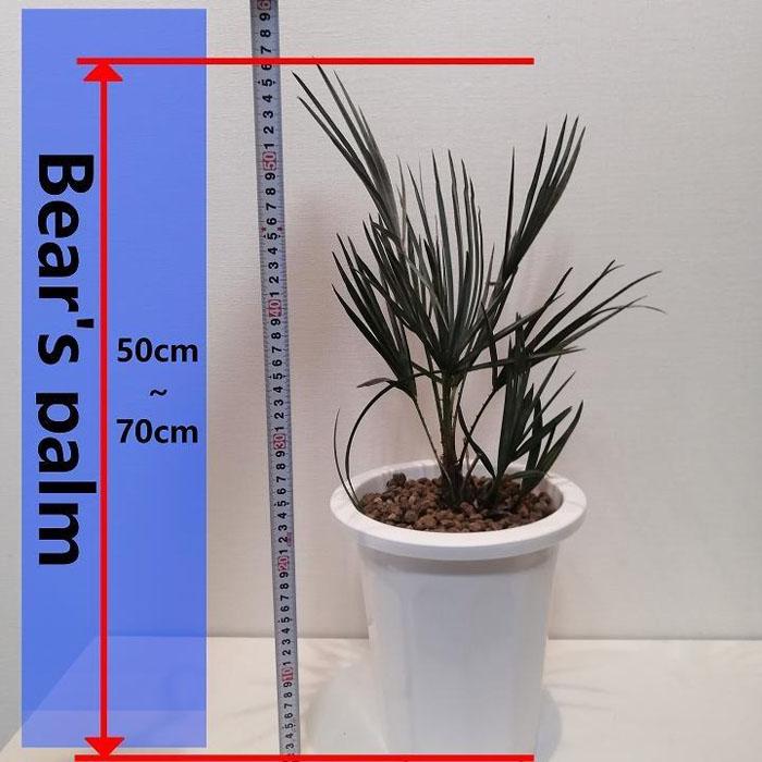 チャメロプス フミリス セリフェラ Chamaerops humilis var. cerifera_栃木県大田原市生産品_Bear's palm |  栃木県大田原市 | JRE MALLふるさと納税