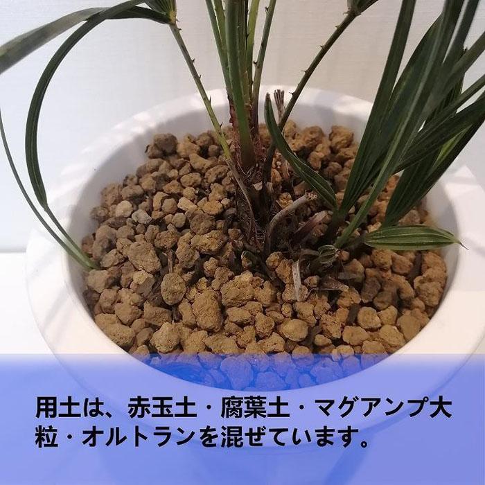 チャメロプス フミリス セリフェラ Chamaerops humilis var. cerifera_栃木県大田原市生産品_Bear's palm |  栃木県大田原市 | JRE MALLふるさと納税