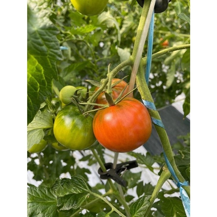 トマト 少し大きめの徳谷トマト4K A | 春 Spring fruits,徳谷トマト