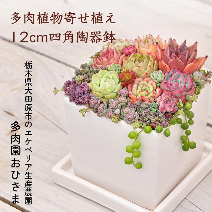 多肉植物】寄せ植え直径12cm四角陶器鉢 | 栃木県大田原市 | JRE