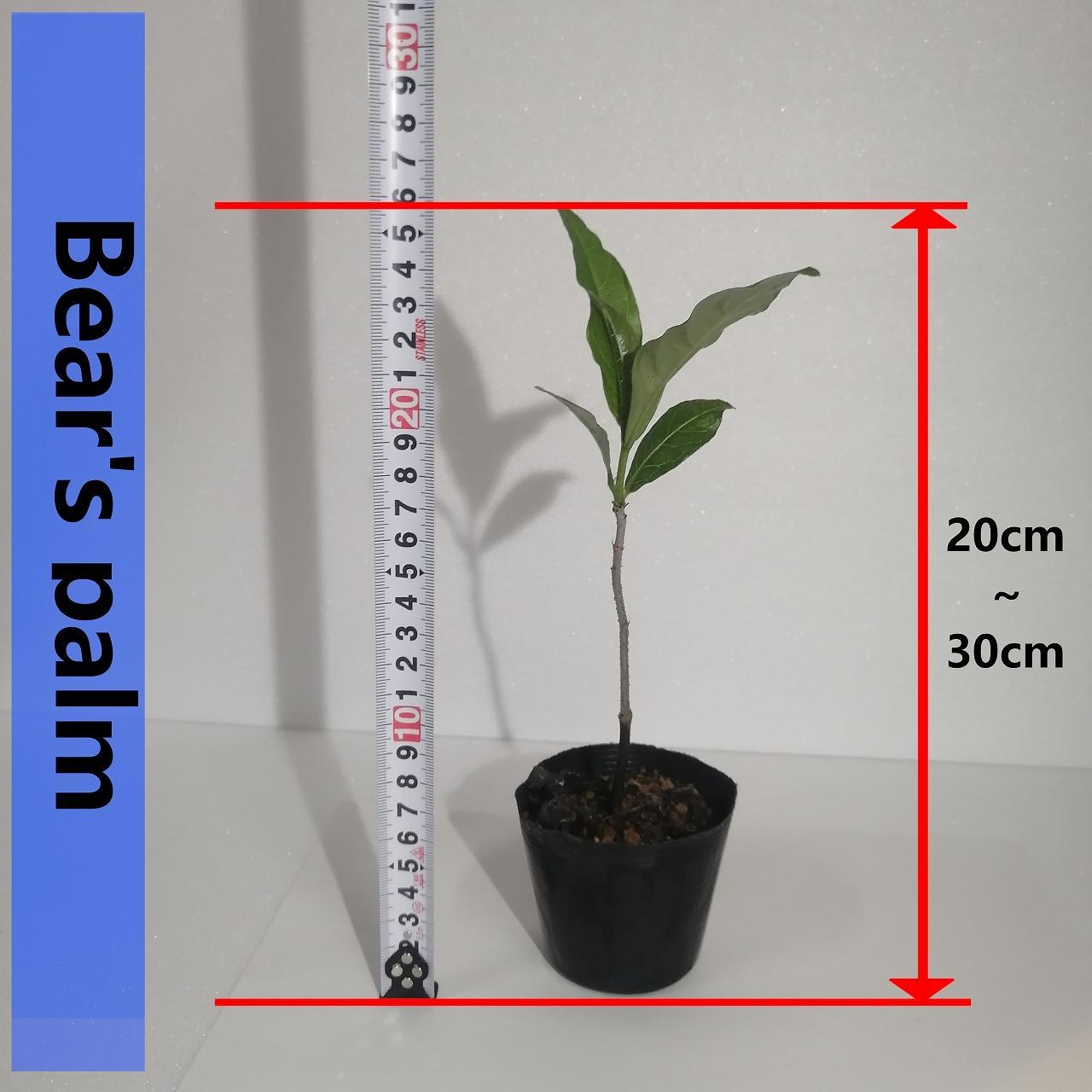 アダンソニア ディギタータ Adansonia digitata_栃木県大田原市生産品_Bear's palm | 栃木県大田原市 | JRE  MALLふるさと納税