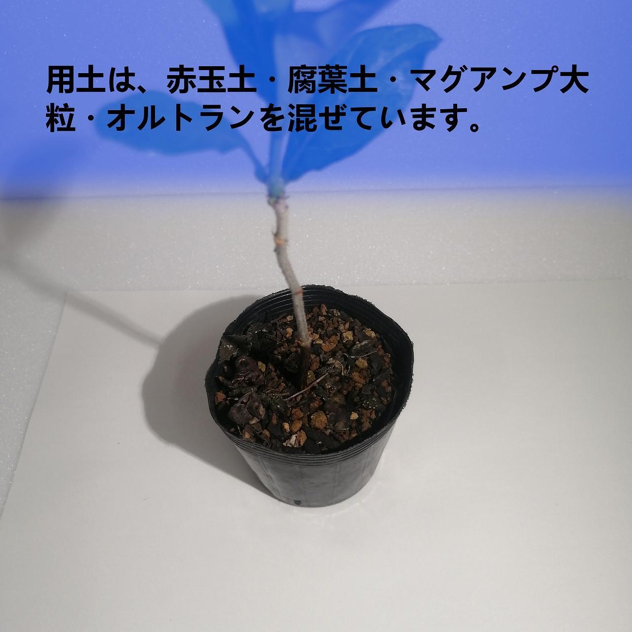 アダンソニア ディギタータ Adansonia digitata_栃木県大田原市生産品_Bear's palm | 栃木県大田原市 | JRE  MALLふるさと納税