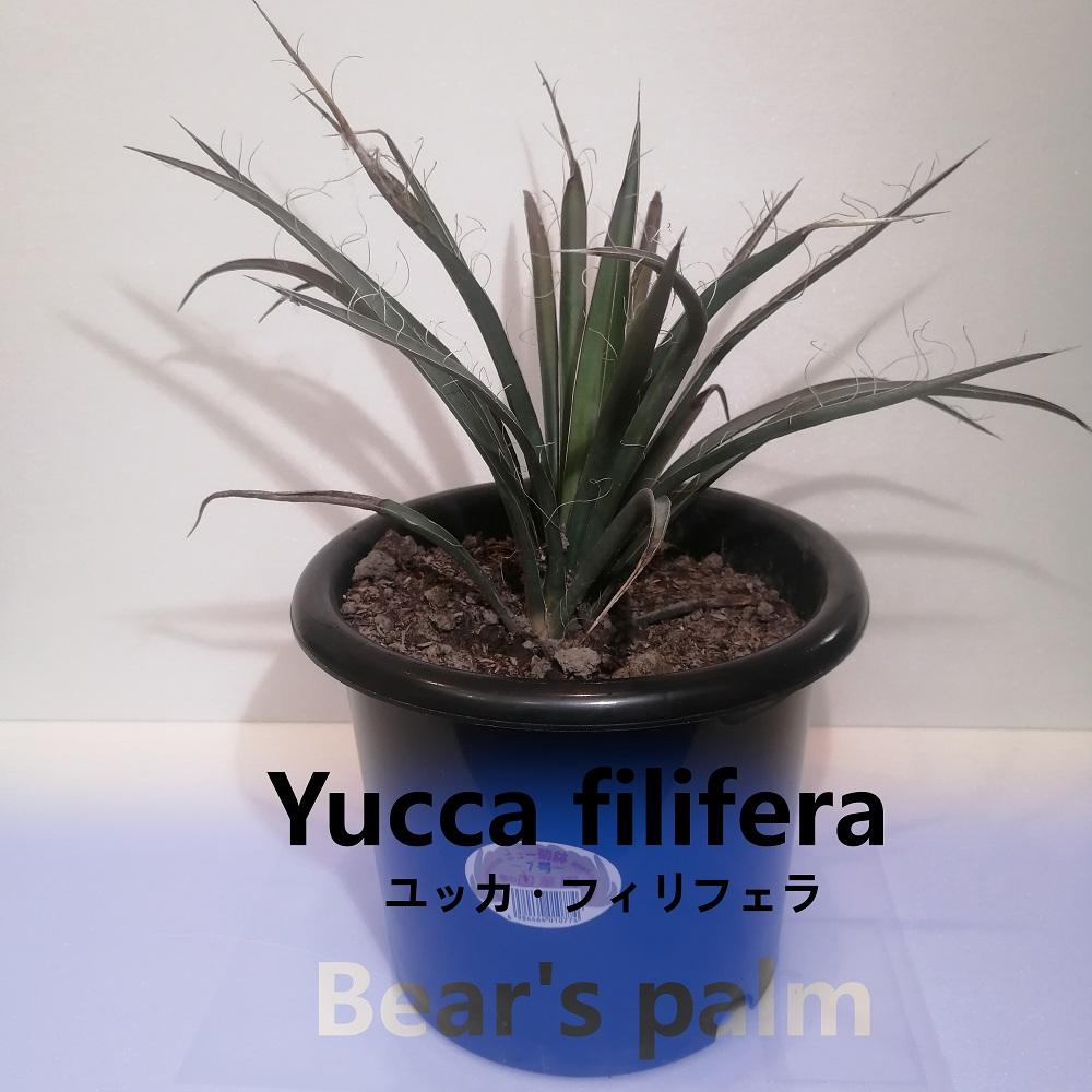 ユッカフィリフェラ Yucca filifera_栃木県大田原市生産品_Bear