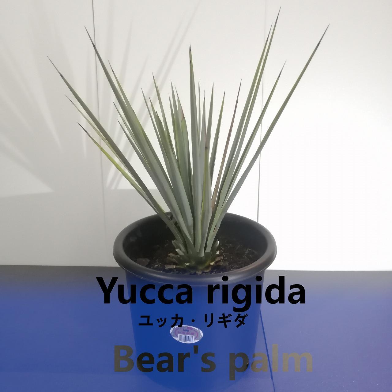 #69 ユッカリギダ Yucca rigida （発根済） 69 ユッカリギダ Yucca rigida （発根済） 69 ユッカリギダ
