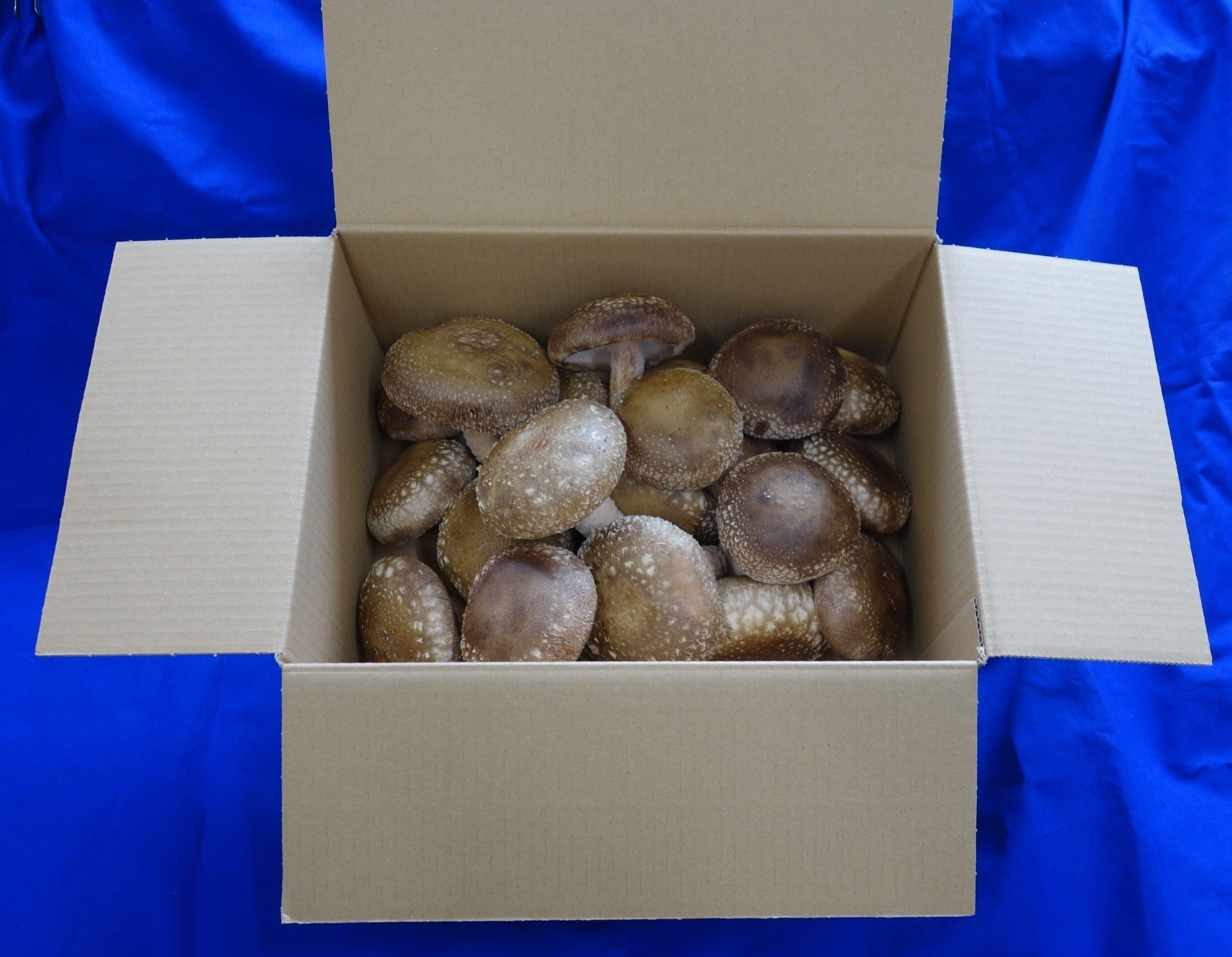 農林水産大臣賞受賞 渡辺きのこ園の特選生しいたけ