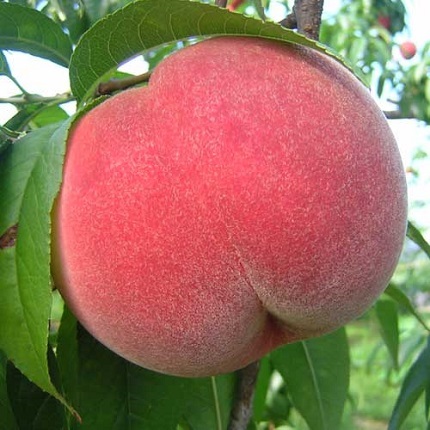 【特秀】桃 (あかつき) 約3kg 糖度13度以上！自慢の桃をお届け 果物 もも フルーツ 