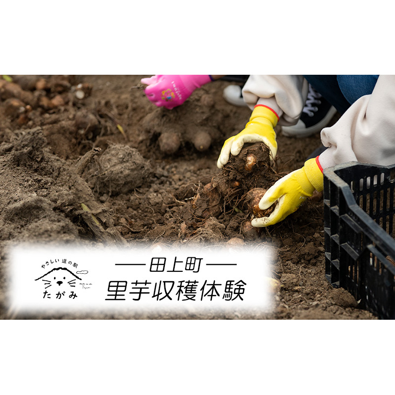 里芋収穫体験