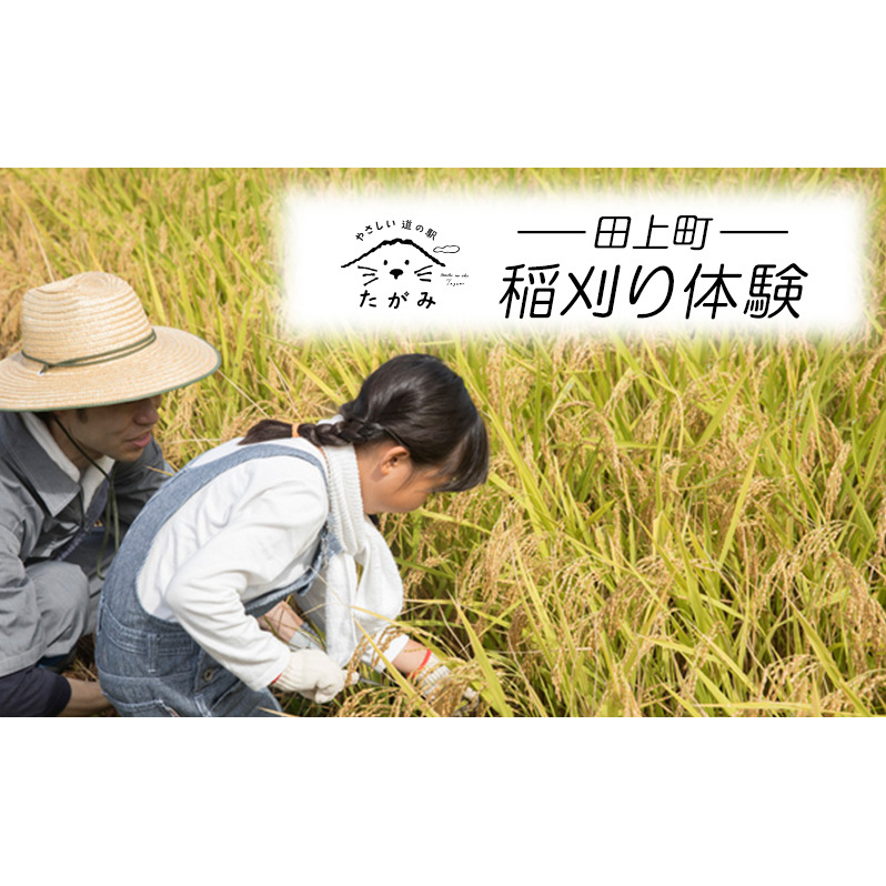 稲刈り体験