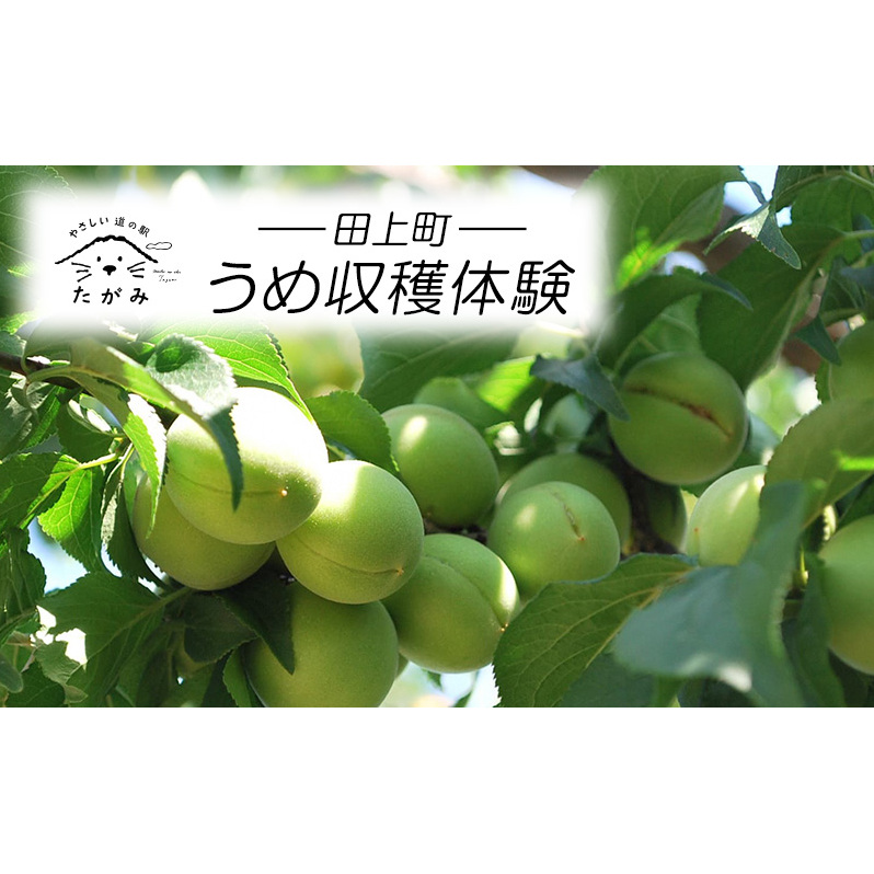 うめ収穫体験