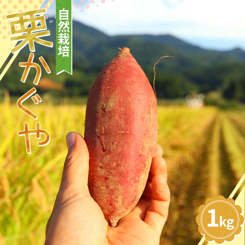 【先行予約】 自然栽培 栗かぐや 1kg(3~5本) さつまいも サツマイモ 芋 山形県 新庄市 F3S-2321