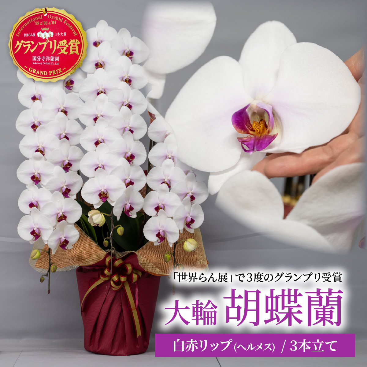 胡蝶蘭 白色赤リップ 3本立て