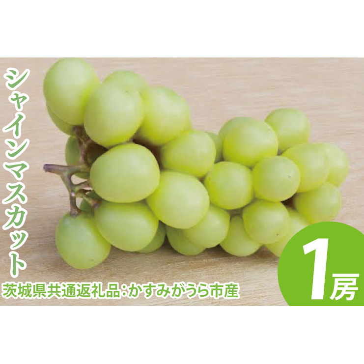 【先行予約】シャインマスカット 1房(茨城県共通返礼品:かすみがうら市産) ※2025年8月初旬~2026年1月下旬頃に順次発送予定(CD022)