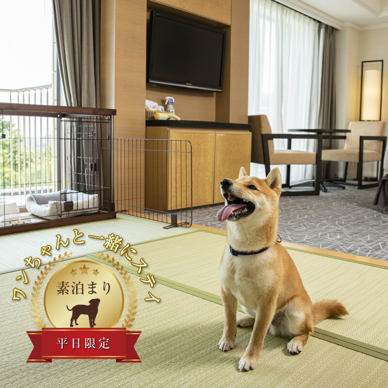 ワンちゃんと一緒にステイヒルトンドッグフレンドリールーム素泊まり（平日）【オーシャンビュー フィットネス 天然温泉大浴場 バーデゾーン 朝食ビュッフェ 都心から１時間のリゾート ヒルトン 神奈川県 小田原市 】