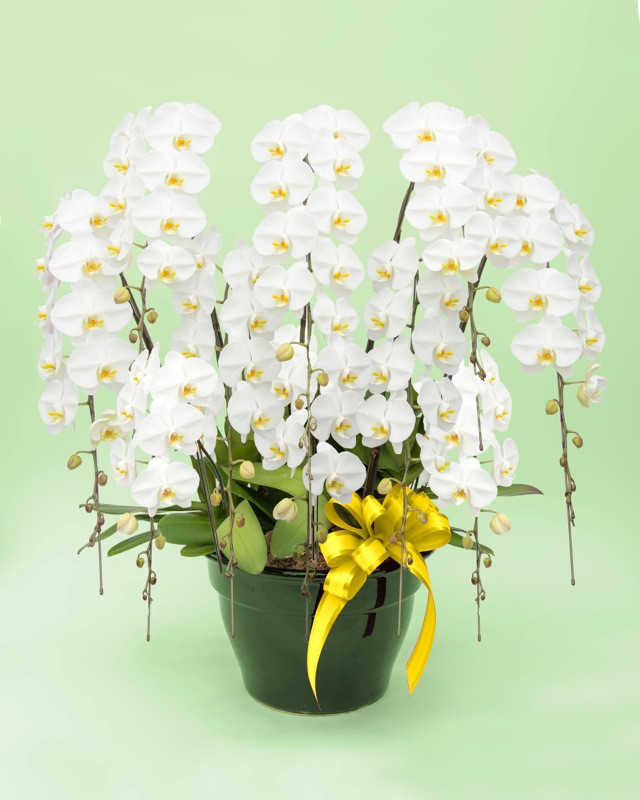 トップフローリスト厳選の胡蝶蘭 10本立ち※配達エリア限定【記念日に届くお花シリーズ 10本立ち 世界らん展 フラワードリームジャパンカップ 国内主要コンテスト受賞 プロ厳選 神奈川県 小田原市 】