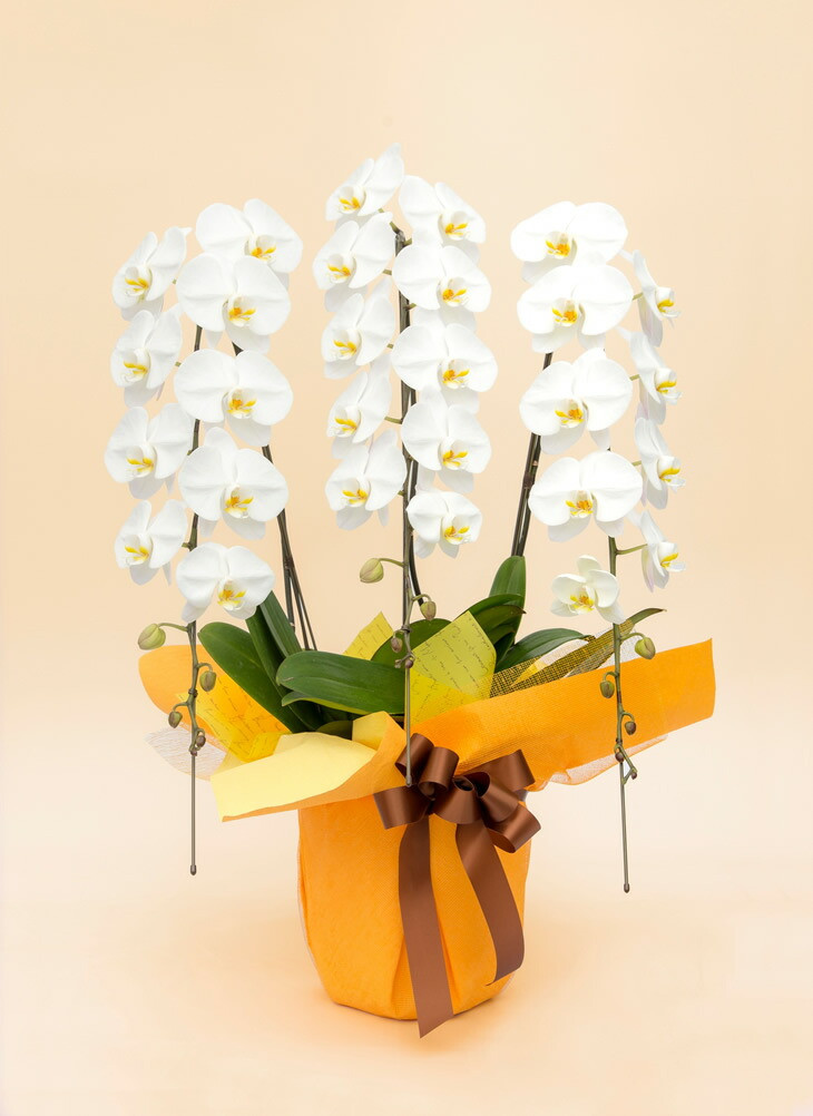 《お花の回数券シリーズ》トップフローリスト厳選の胡蝶蘭３本立ちの回数券（10回分）【お花の回数券 ３本立ち 回数券 世界らん展 フラワードリームジャパンカップ 国内主要コンテスト受賞 贈り物 神奈川県 小田原市 】