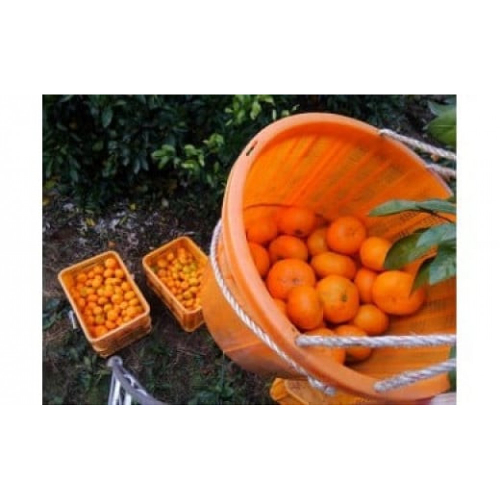 みかん収穫体験（みかんの木１本）