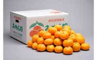 【数量限定】みかん農園直送!生産者厳選「小坂みかん」(約9kg)