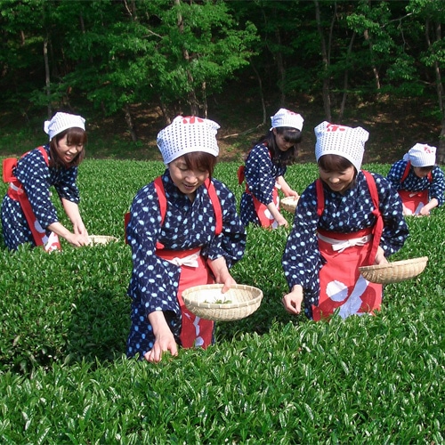 オリジナル絵葉書付きチャレンジ茶摘み体験券（1名様用）