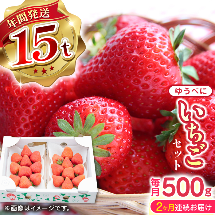 【先行予約】【2025年12月より順次発送】【全2回定期便】ゆうべに いちご  セット 250g×2P【なかはた農園】[YBI049]