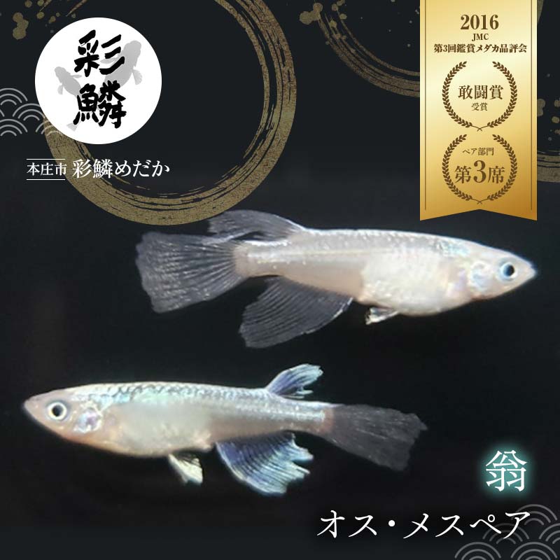 当店作出品種》 彩鱗めだか ＜翁＞ めだか メダカ 飼育 ペット