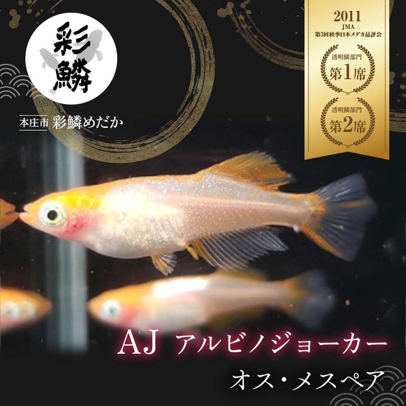 当店作出品種》 彩鱗めだか ＜AJ (アルビノジョーカー)＞ めだか