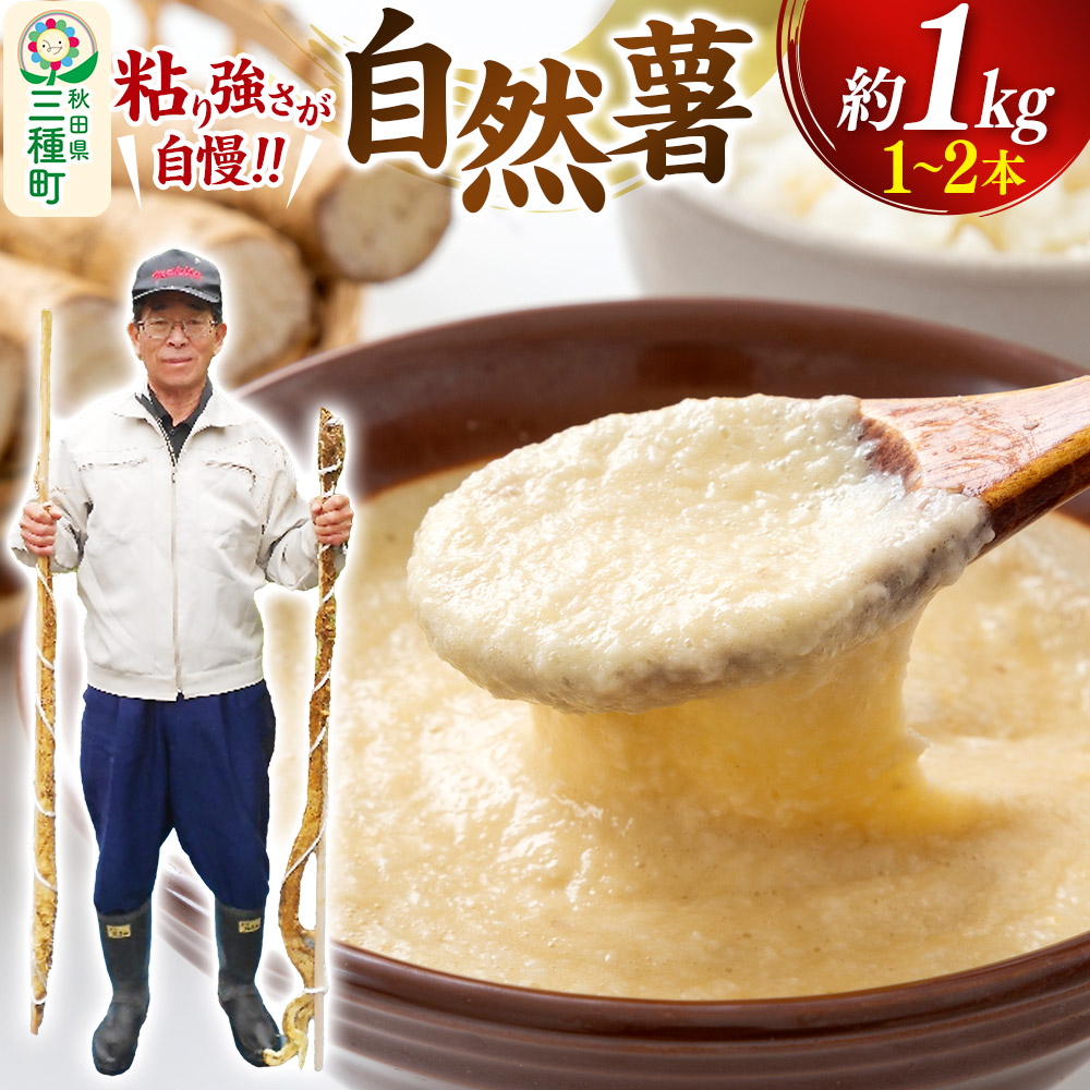 自然薯 約1kg(1~2本) 秋田県三種町産