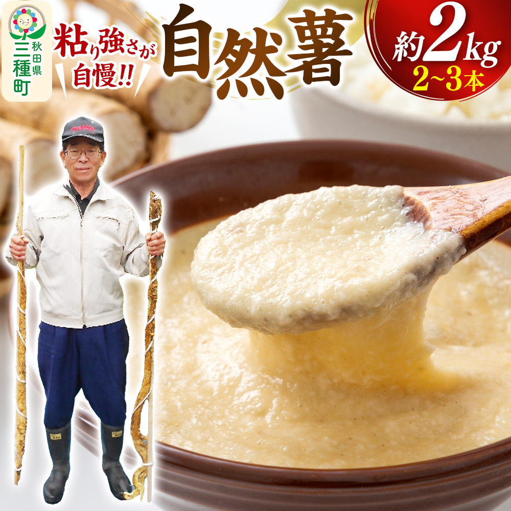 自然薯 約2kg(2~3本) 秋田県三種町産