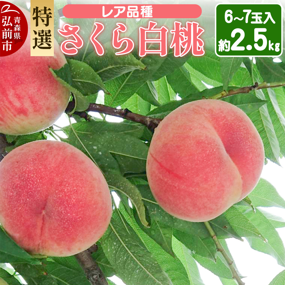 【25年9月発送】もも レア品種 さくら白桃【特選】約2.5kg 6玉～7玉入り