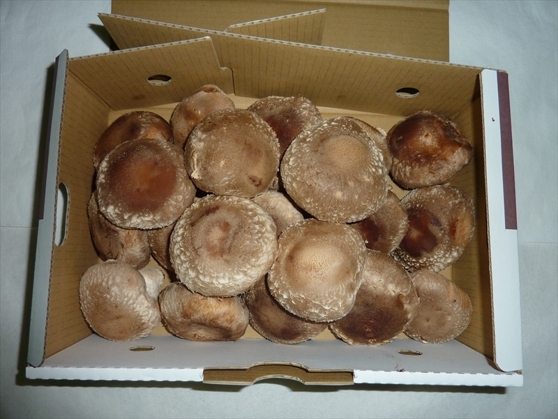 肉厚しいたけ“さくらてんけいこ家族(規格外)"1kg