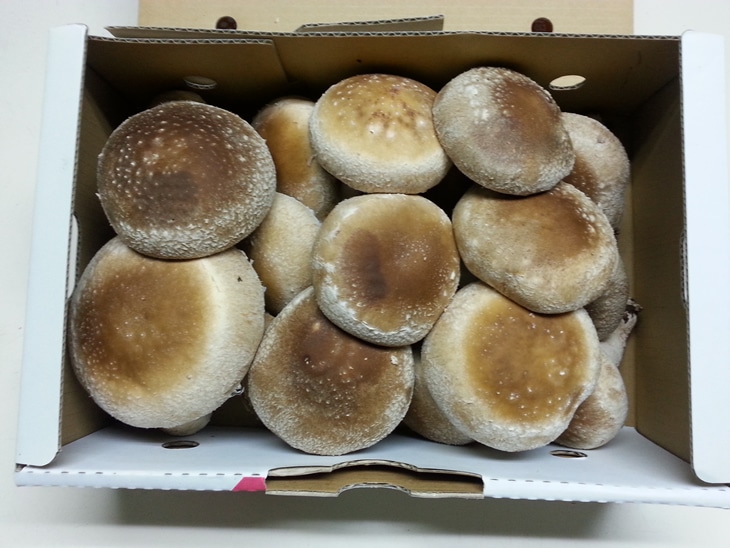 肉厚ジャンボな"さくら椎茸"1kg箱詰め
