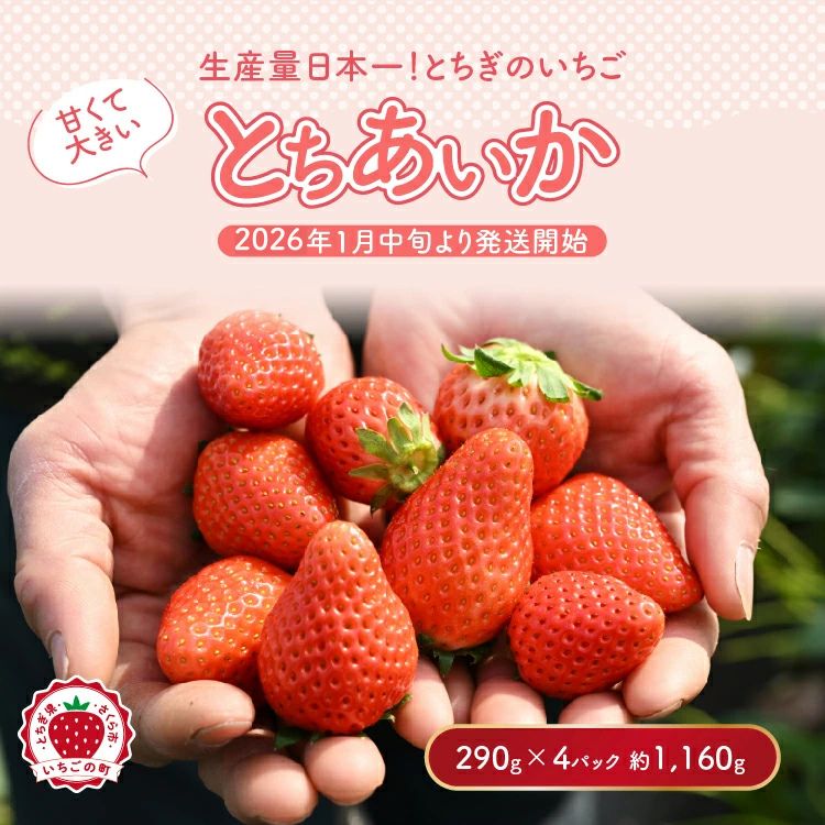 【先行予約】いちご 厳選!さくら市産 とちあいか(290g×4パック) ※2026年1月中旬~3月下旬頃に順次発送予定