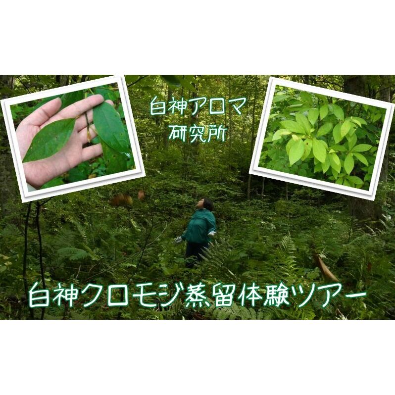 【白神アロマ研究所】5名様まで参加可能!白神クロモジ蒸留体験ツアー(昼食付)