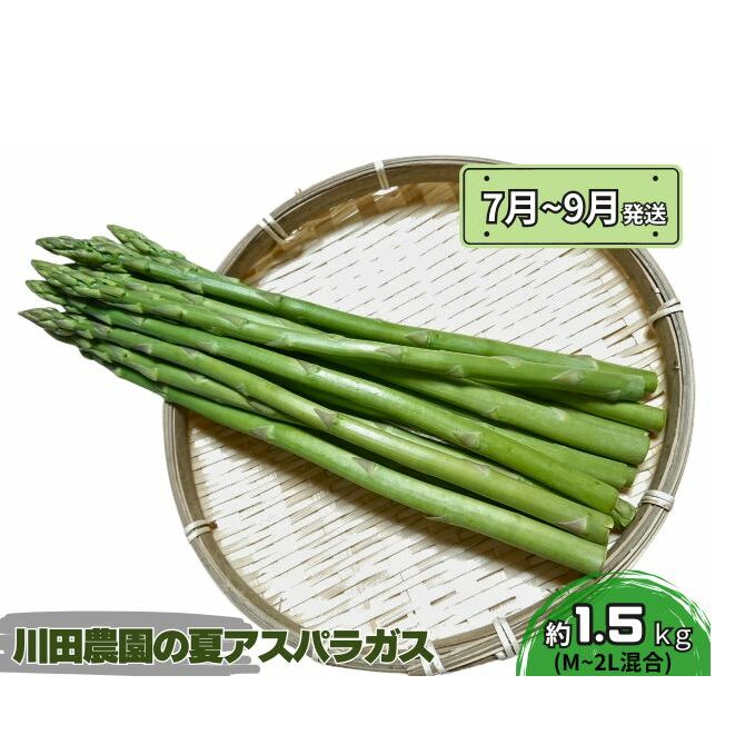 アスパラガス 先行予約 夏アスパラガス 約1.5kg+100g M~2L 混合 川田農園 アスパラ グリーンアスパラ 野菜 夏野菜 旬 旬の野菜 産地直送 2025年 2025 予約 青森 冷蔵 冷蔵配送 7月~9月発送
