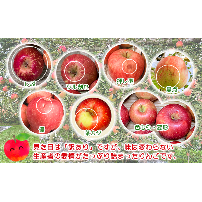 10月中旬クール便発送】青森県鰺ヶ沢町産りんご megumi farmのサン 