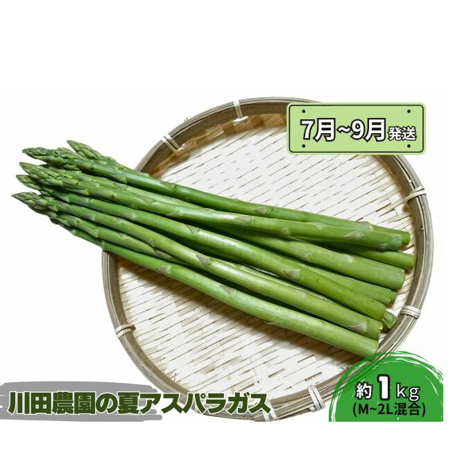 アスパラガス 先行予約 夏アスパラガス 約1kg+100g M～2L 混合 川田農園 アスパラ グリーンアスパラ 野菜 夏野菜 旬 旬の野菜 産地直送 2026年 2026 予約 青森 冷蔵 冷蔵配送 7月～9月発送