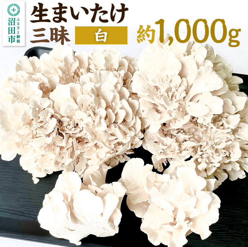 生まいたけ三昧(白)約1000g おいがみ舞茸園