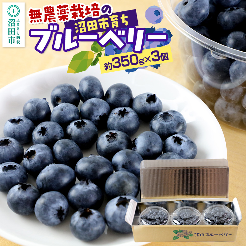 《8月上旬~中旬発送》完全無農薬栽培 ブルーベリー 約350g×3個 ベリーガーデン