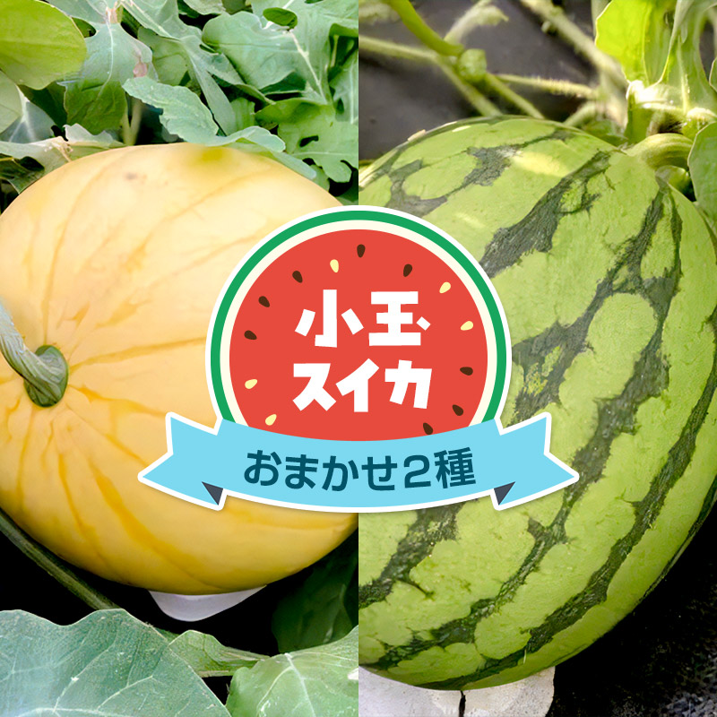《7月中旬～9月中旬発送》食べ比べ 小玉スイカ 品種おまかせ2種