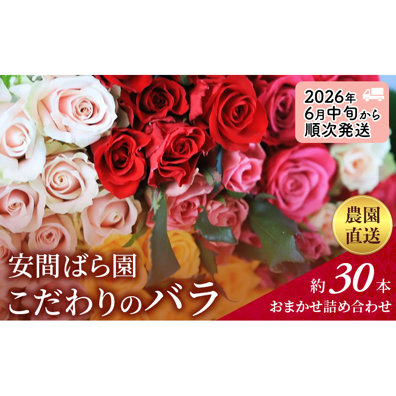 【2026年6月中旬から順次発送】安間ばら園 こだわりの バラ おまかせ詰め合わせ約30本入 クール便 花 ギフト 誕生日 記念日 花束 プレゼント バラ フラワーギフト