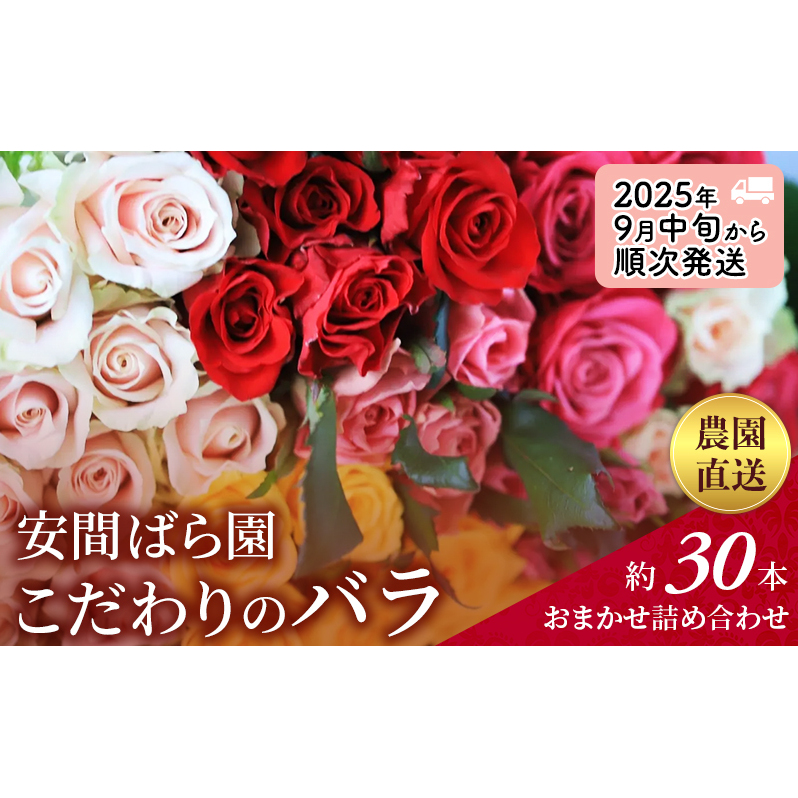 【2025年9月中旬から順次発送】安間ばら園 こだわりの バラ おまかせ詰め合わせ約30本入 クール便 花 ギフト 誕生日 記念日 花束 プレゼント バラ フラワーギフト