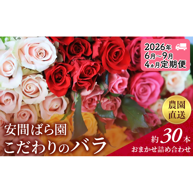 【2026年6月～9月定期便】安間ばら園 こだわりの バラ おまかせ詰め合わせ約30本 4か月定期便 花 ギフト 誕生日 記念日 花束 プレゼント バラ フラワーギフト