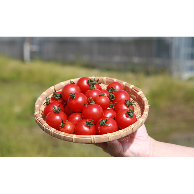 機能性表示食品 Hapitoma ハピトマ 糖度10（1kg）【配送不可：北海道・沖縄・離島】健康 ヘルシー GABA リコピン 人気 厳選 袋井市 野菜 トマト ミニトマト とまと 